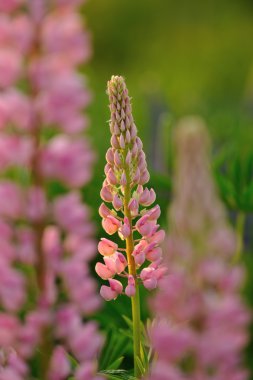 acı bakla çiçekler