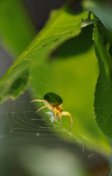 Grön spindel. — Stockfoto