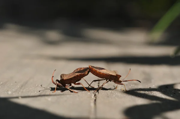 戦うために一緒に来ている つのレスラーのような つのバグ — ストック写真