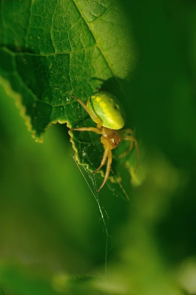 Ragno verde . — Foto Stock