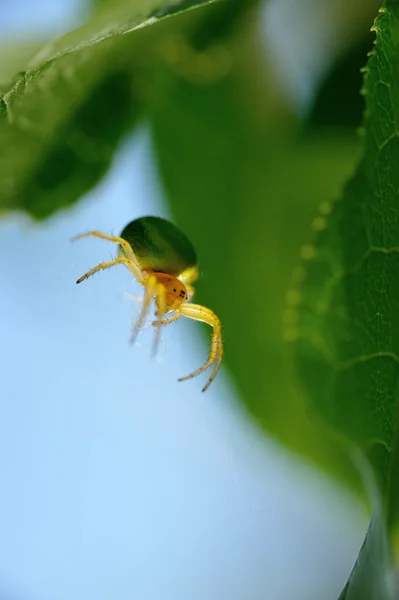 Araña verde . —  Fotos de Stock