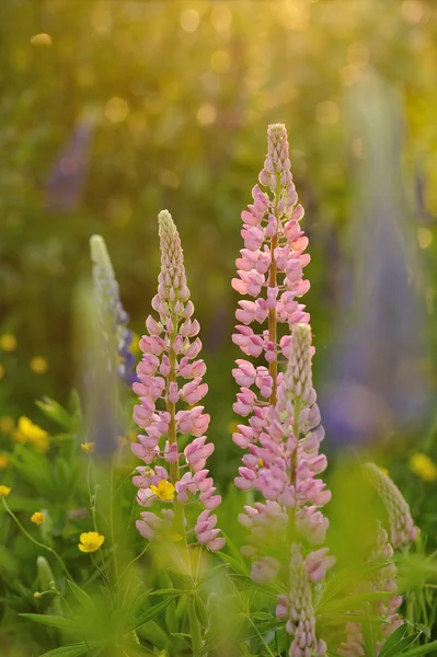 ルピナスの花 — ストック写真