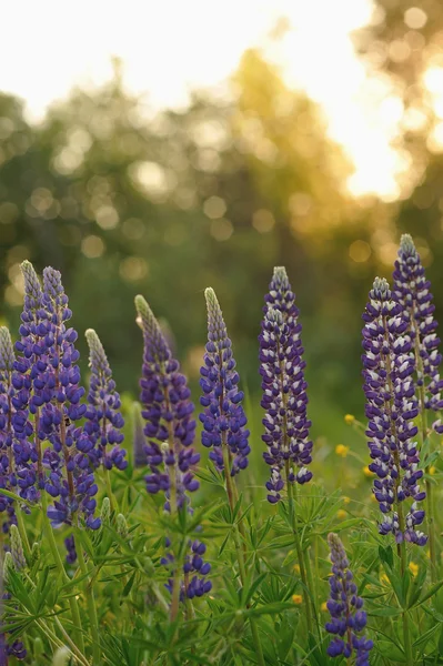 Lupin Blommor Kvällarna Lyser Solen — Stockfoto
