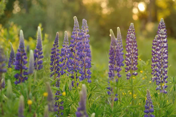 Lupin Bloemen Avonden Lichten Van Zon — Stockfoto