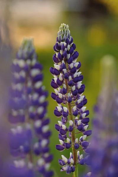 Lupin blommor — Stockfoto