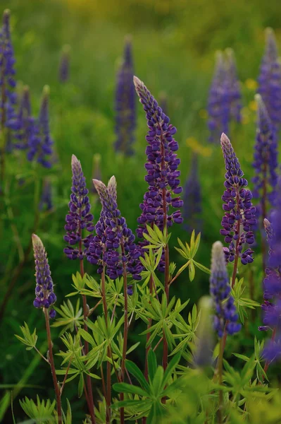 Lupin Flores Noite Luzes Sol — Fotografia de Stock