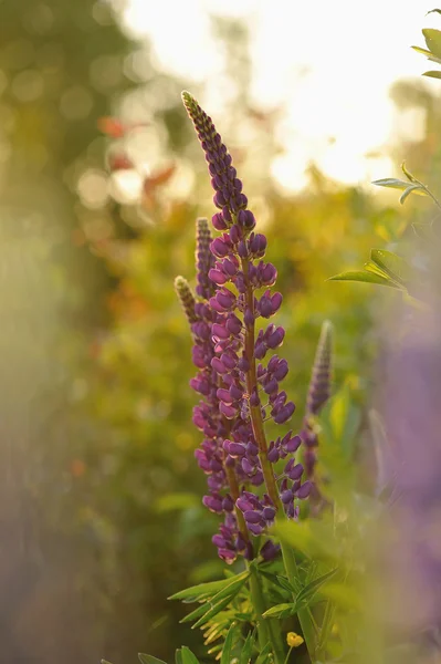 Fiori di lupino — Foto Stock