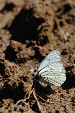 siyah damarlı gökyüzü arka plan üzerinde beyaz kelebekler fotoğrafı yukarı kapatın