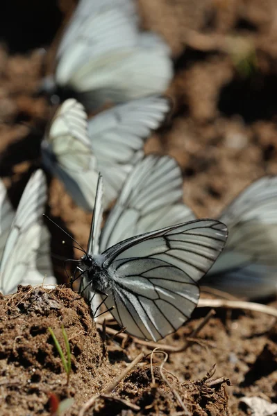 Bliska Fotografii Przerostami Czarno Białe Motyle Tle Nieba — Zdjęcie stockowe