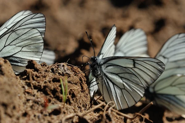 Bliska Fotografii Przerostami Czarno Białe Motyle Tle Nieba — Zdjęcie stockowe