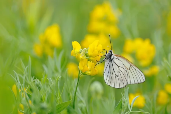 Żyłkami czarny biały motyl — Zdjęcie stockowe