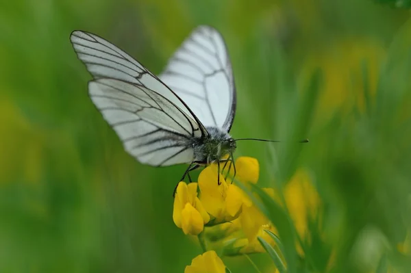 Żyłkami czarny biały motyl — Zdjęcie stockowe