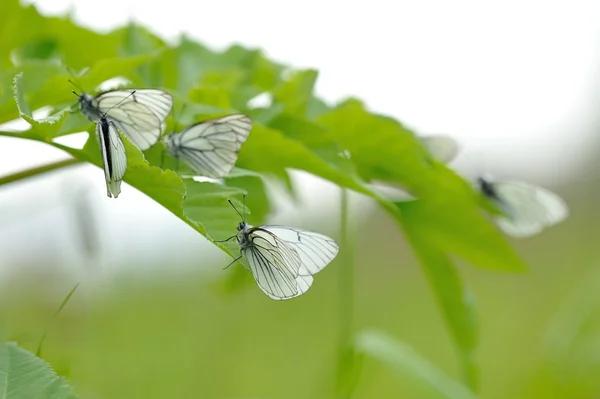 Närbild Svart Vandrande Vit Fjäril Blommande Fält Bakgrund — Stockfoto