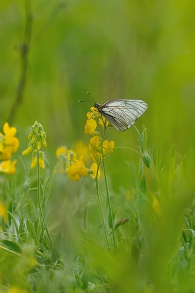 花のフィールドの背景に黒縞白い蝶のクローズ アップ — ストック写真