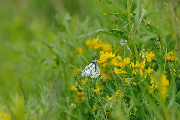 Närbild Svart Vandrande Vit Fjäril Blommande Fält Bakgrund — Stockfoto