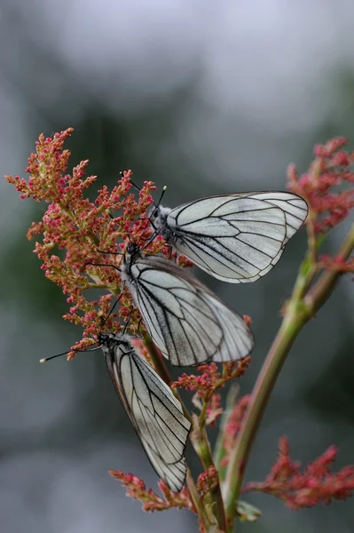 Black Veined White Butterflies — Stock Photo, Image