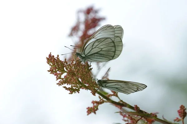 Close Photograph Black Veined White Butterflies Sky Background — Stock Photo, Image