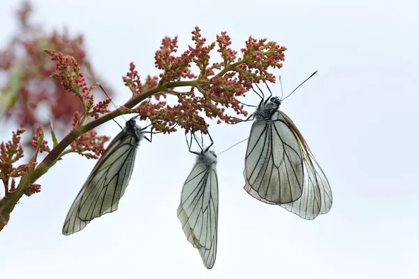 Nahaufnahme Von Schwarz Geäderten Weißen Schmetterlingen Auf Himmelshintergrund — Stockfoto