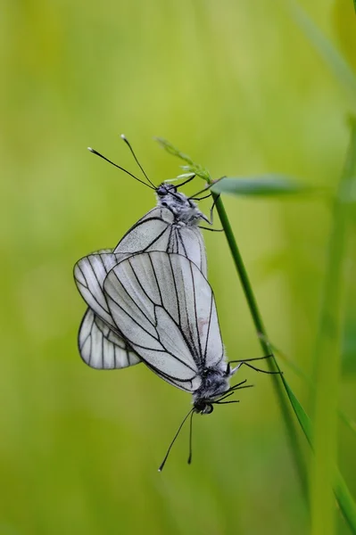 Gros Plan Papillon Blanc Nervure Noire Sur Fond Champ Fleuri — Photo