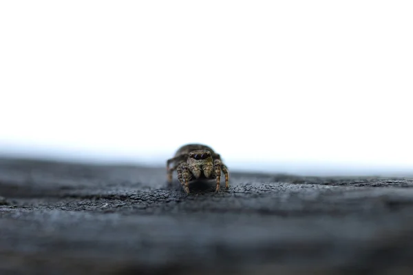 Salta-aranha — Fotografia de Stock