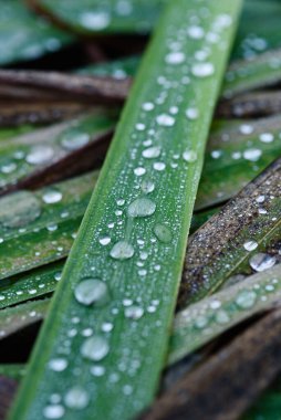 Yakın plan. Bahçesinde çiğ taneleri olan kurumuş sonbahar bitkileri.