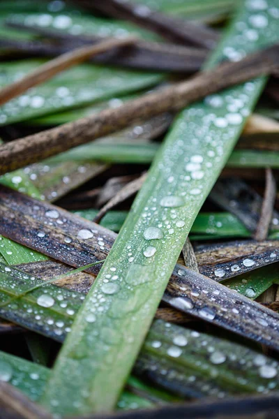 Close-up. Old withered autumn plants in gardenwith dew drops.