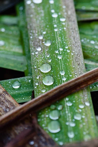 Close Velhas Plantas Outono Murchas Jardimcom Gotas Orvalho — Fotografia de Stock