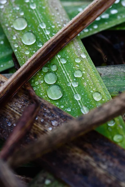 秋天枯萎的老植物 挂满露珠的花园 — 图库照片