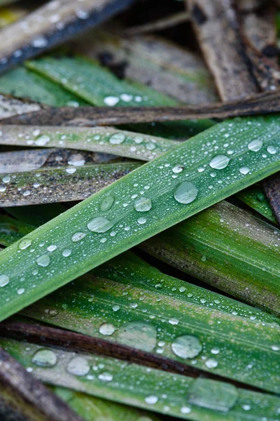 秋天枯萎的老植物 挂满露珠的花园 — 图库照片