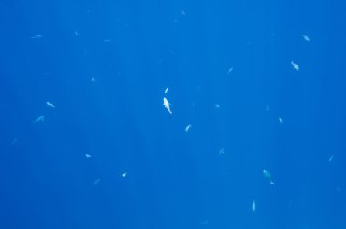 Sualtı derin mavi deniz arka plan. Kızıl Deniz. Güney Sinay.