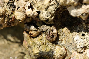Kızıldeniz Bay Yengeç yakın çekim.