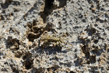 Kızıldeniz Bay Yengeç yakın çekim.