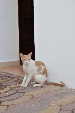 Mısır kedi portresi.