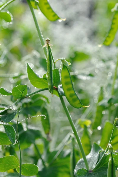 Erwt Peulen Close Bedekt Met Dauw Druppels — Stockfoto