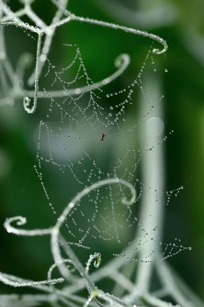 Teia de aranha com orvalho . — Fotografia de Stock
