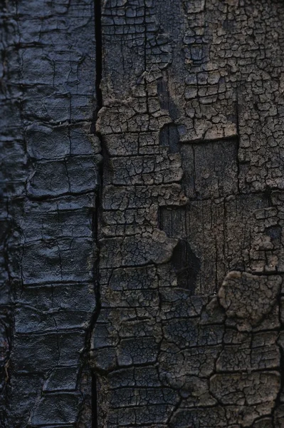 Textura Madera Vieja Cultivada Con Grietas — Foto de Stock