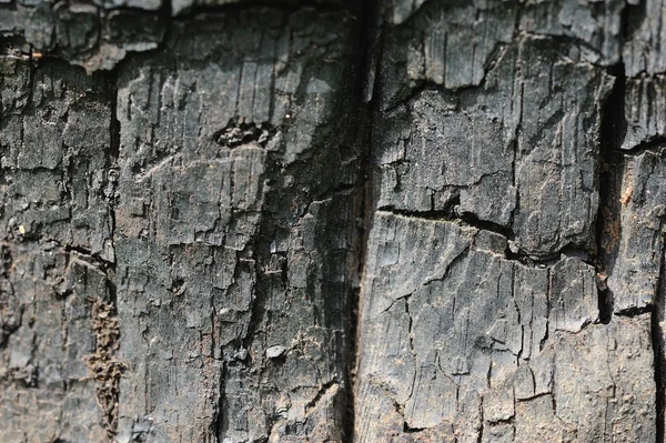 Textura Madera Vieja Cultivada Con Grietas — Foto de Stock