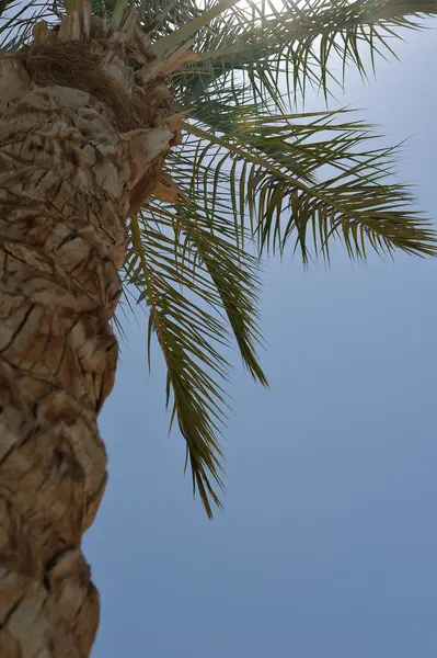 Hintergrund Afrikanischer Palmenzweig Aus Nächster Nähe — Stockfoto