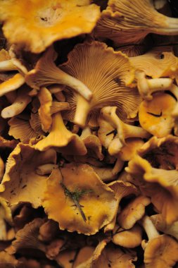 Chantarelle mantar. Arka plan yakın çekim.