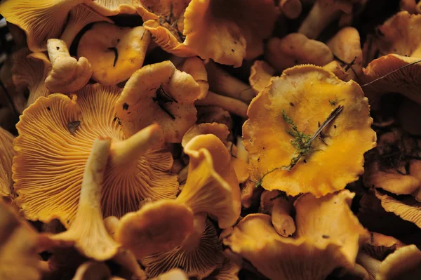 Cogumelos Chantarelle Fundo Perto — Fotografia de Stock