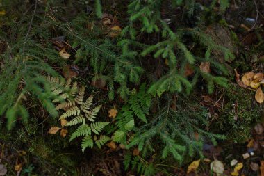 Sonbaharın sonlarında köknar ağaçlarının dallarıyla kaplı bir eğreltiotu..