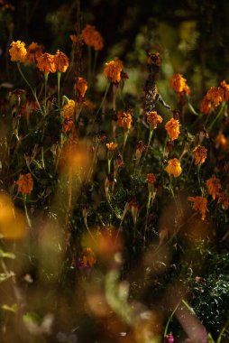 Marigold çiçekleri ılık sonbahar güneşinin ışığında donmaktan soldu..