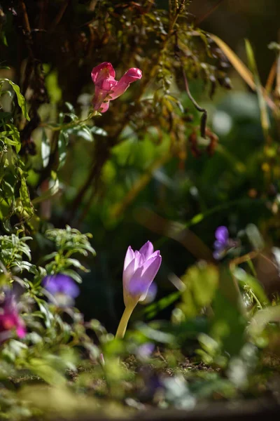 Квіти Кольчуги Крупним Планом Клумбі Яскравому Світлі Сонця — стокове фото