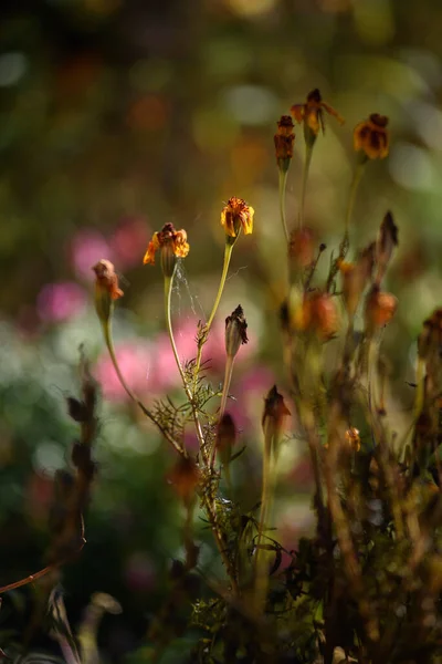 Квіти Чорнобривців Зів Яли Через Замерзання Світлі Теплого Осіннього Сонця — стокове фото