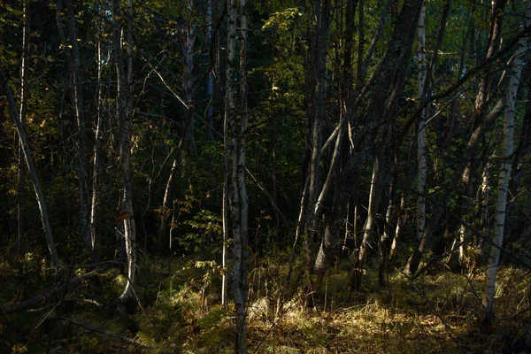 Forest Landscape Sunny Autumn Day Tree Trunks Illuminated Bright Glare — Stock Photo, Image