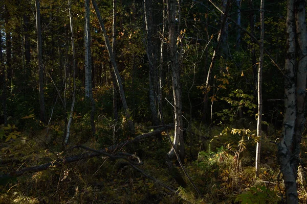 Лісовий Пейзаж Сонячний Осінній День Стовбури Дерев Освітлюються Яскравими Відблисками — стокове фото