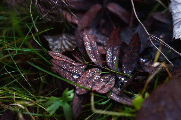 Oud Verwelkt Herfstblad Close — Stockfoto