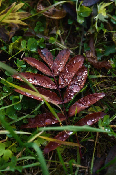 Viejo Follaje Otoño Marchita Cerca — Foto de Stock