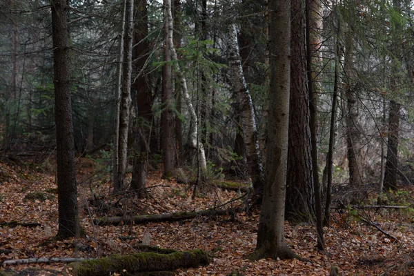 Landskap Höstskogen Branching Höga Träd Med Djupa Skuggor Och Bländning — Stockfoto