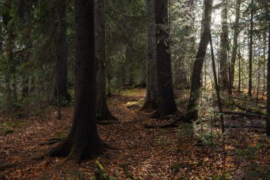 Sonbahar ormanının manzarası. Derin gölgeleri ve güneşin parlaklığıyla dallanan uzun ağaçlar. Yere düşen yapraklar. Orman kışı bekliyor..